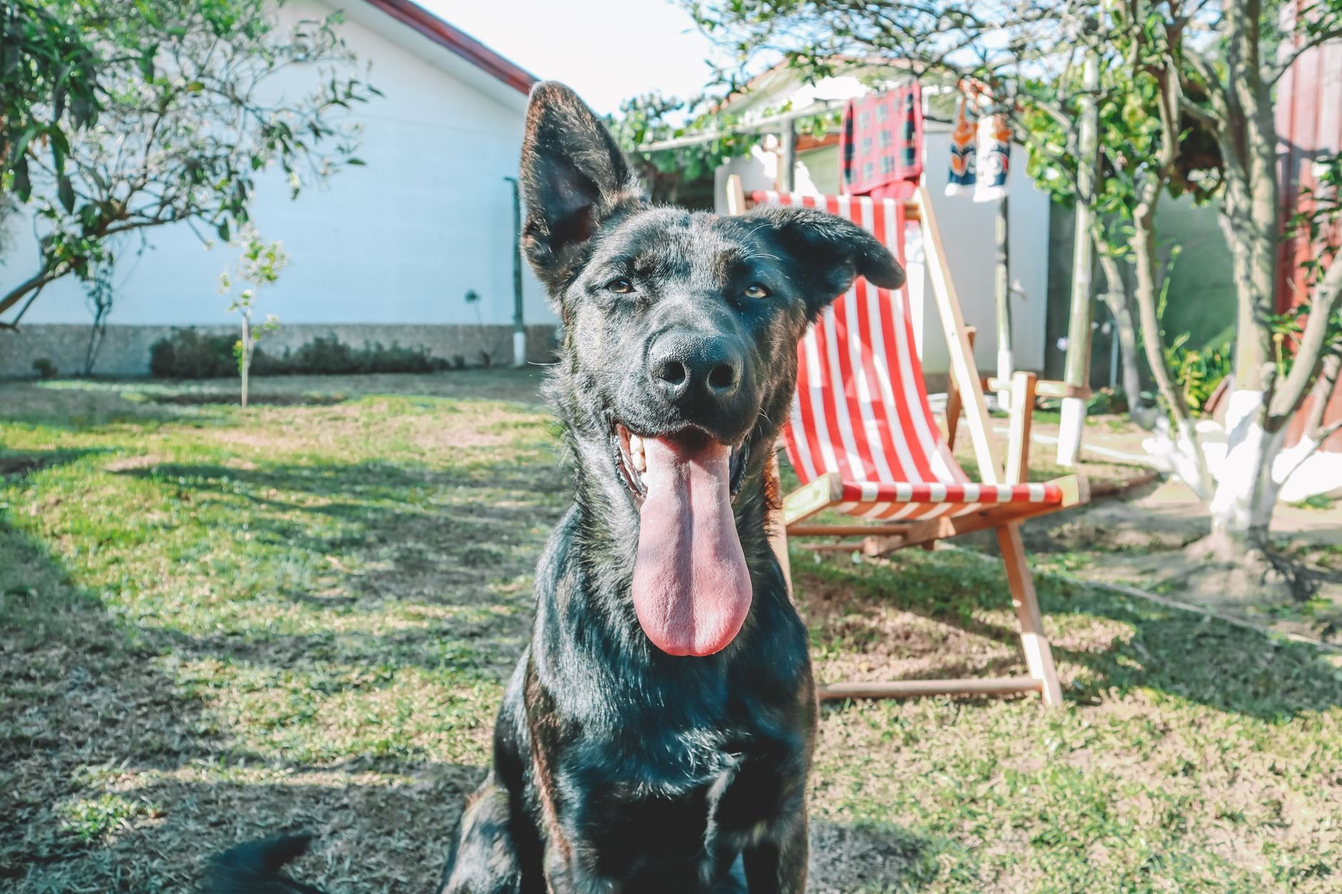 Black dog enjoying a sunny day in the backyard, surrounded by a garden.