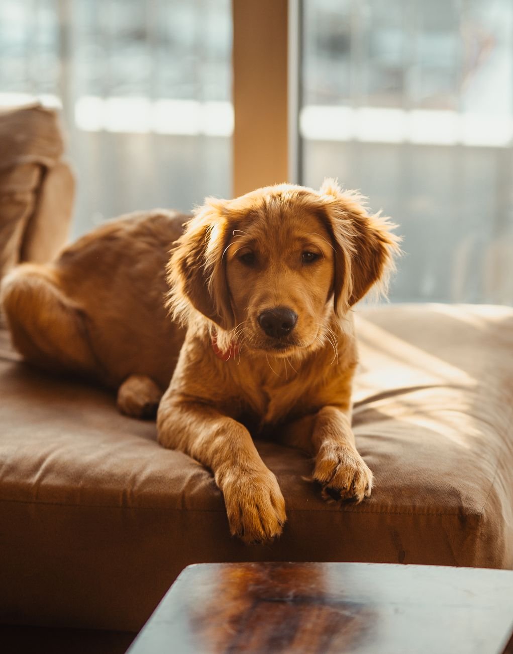 Adorable Golden Retriever puppy sitting on a cozy couch indoors, bathed in warm sunlight.